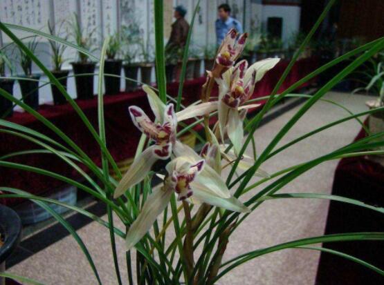 好看蘭花圖片及品種欣賞,觀葉勝觀花、高潔典雅