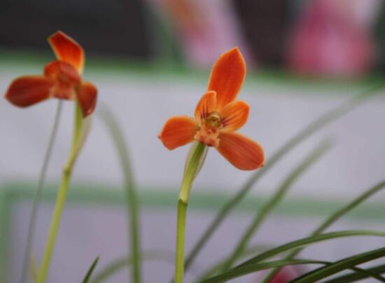 好看蘭花圖片及品種欣賞,觀葉勝觀花、高潔典雅