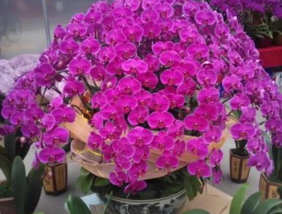 好看蘭花圖片及品種欣賞,觀葉勝觀花、高潔典雅