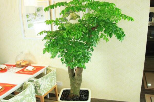 幸福樹的圖片,品種以及價(jià)值介紹