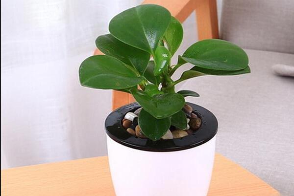 碧玉根部發(fā)黑怎么處理,立即清除并換土養(yǎng)殖