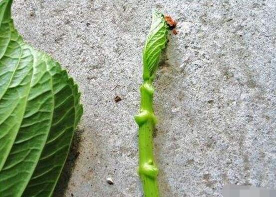 繡球花夏天可以扦插嗎,抑制生根、存活慢(不適宜)
