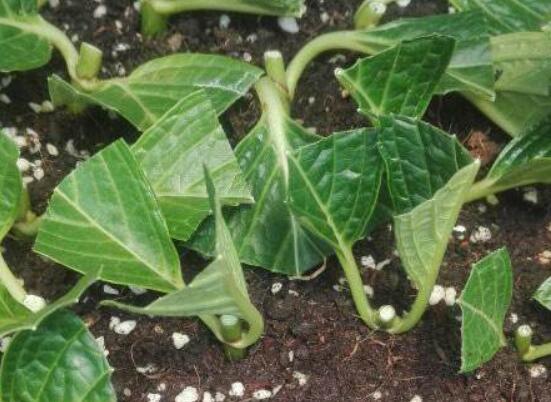 繡球花夏天可以扦插嗎,抑制生根、存活慢(不適宜)