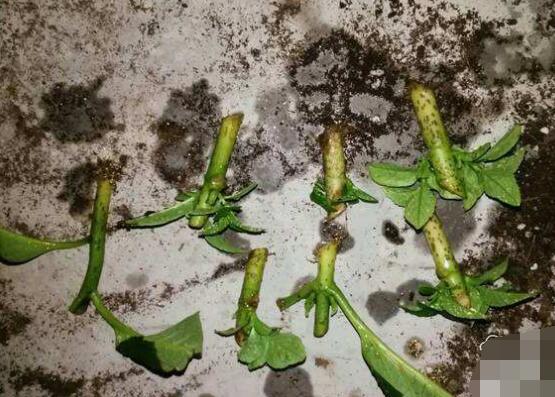 繡球花夏天可以扦插嗎,抑制生根、存活慢(不適宜)
