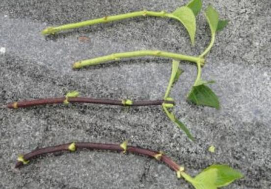 繡球花夏天可以扦插嗎,抑制生根、存活慢(不適宜)