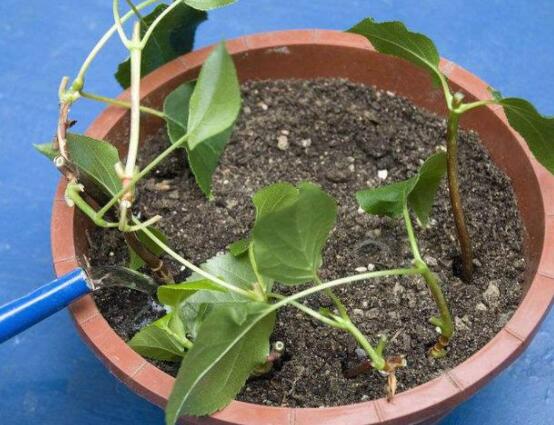 繡球花夏天可以扦插嗎,抑制生根、存活慢(不適宜)