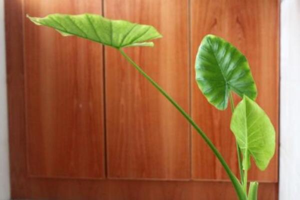 滴水觀音開花有什么兆頭,生旺發(fā)財(cái),花開聚福