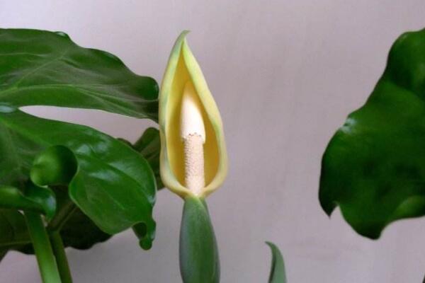 滴水觀音開花有什么兆頭,生旺發(fā)財(cái),花開聚福