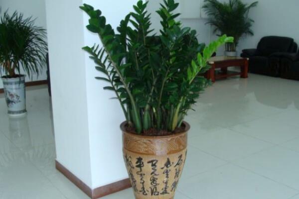 金錢樹倒伏怎么辦,主要防凍害和控制澆水