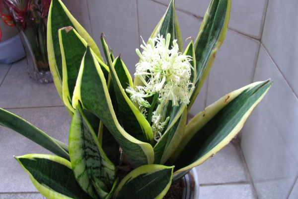 虎皮開(kāi)花是好兆頭嗎?是個(gè)好兆頭(生旺發(fā)財(cái)、大富大貴)