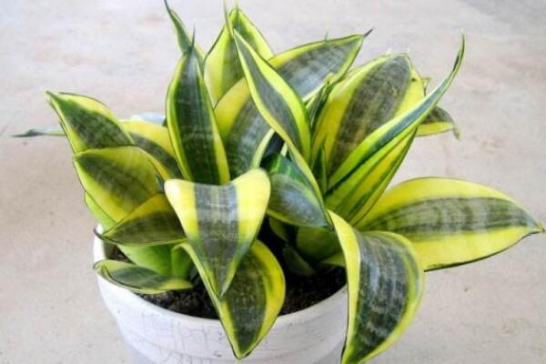 虎皮開(kāi)花是好兆頭嗎?是個(gè)好兆頭(生旺發(fā)財(cái)、大富大貴)