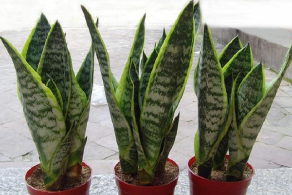 虎皮開(kāi)花是好兆頭嗎?是個(gè)好兆頭(生旺發(fā)財(cái)、大富大貴)