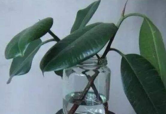 橡皮樹剪下來怎么生根,做好五個步驟便可發(fā)芽長葉