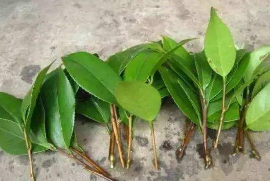 橡皮樹剪下來怎么生根,做好五個步驟便可發(fā)芽長葉
