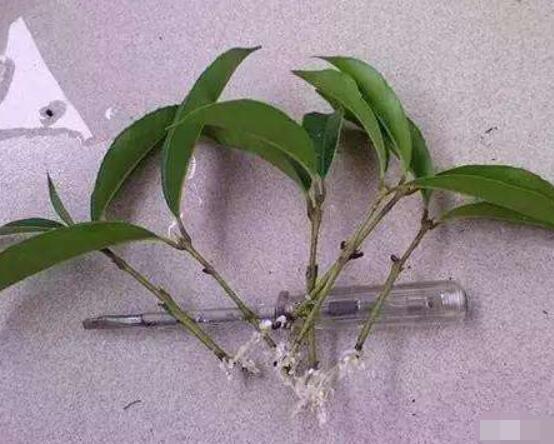 橡皮樹剪下來怎么生根,做好五個步驟便可發(fā)芽長葉