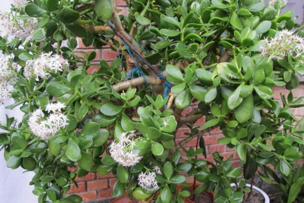 金錢樹開花圖片,開花條件以及開花寓意