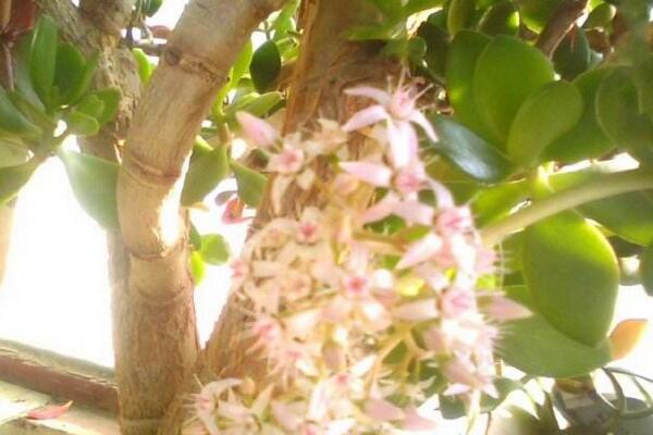 金錢樹開花圖片,開花條件以及開花寓意