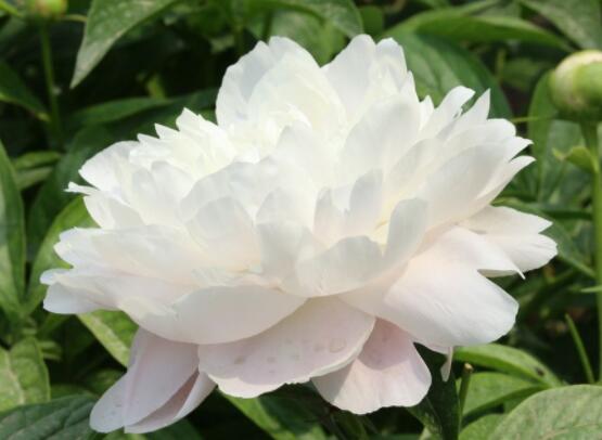 芍藥花什么時候開,每年4-6月就會含苞盛開