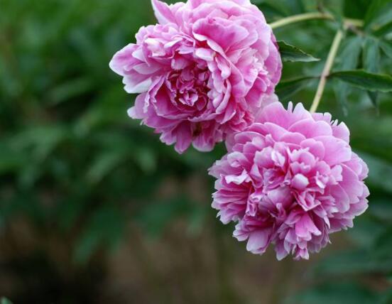 芍藥花什么時候開,每年4-6月就會含苞盛開