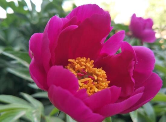 芍藥花什么時候開,每年4-6月就會含苞盛開