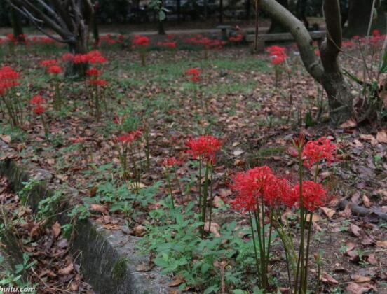 彼岸花怎么種植,老農總結七大種植方法