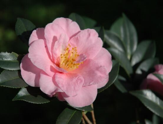 山茶花的花語是什么,代表著理想的愛、謙讓、可愛