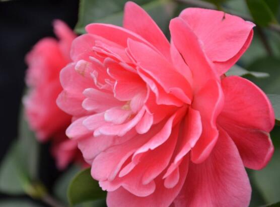 山茶花的花語是什么,代表著理想的愛、謙讓、可愛