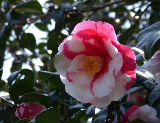 山茶花的花語是什么,代表著理想的愛、謙讓、可愛