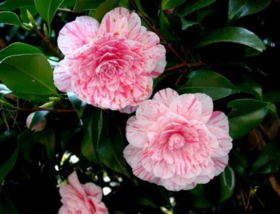 山茶花的花語是什么,代表著理想的愛、謙讓、可愛
