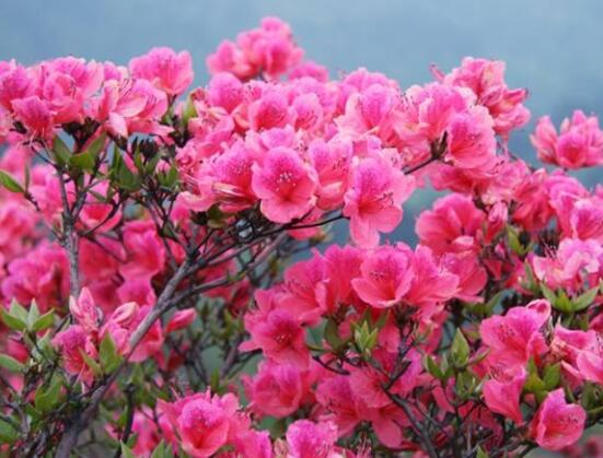 杜鵑花枯萎了怎么救活,四種原因以及解決方法
