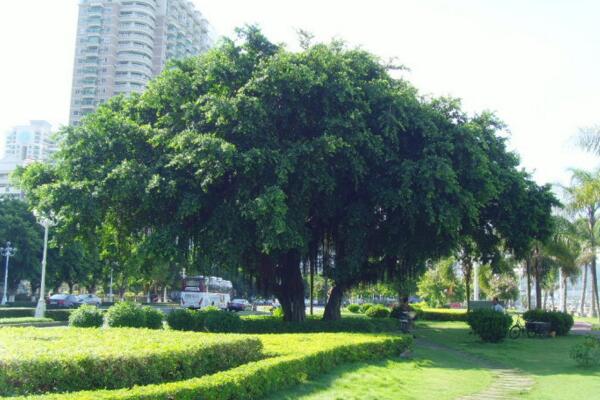 有關(guān)榕樹的資料,特征、習(xí)性以及養(yǎng)殖技巧