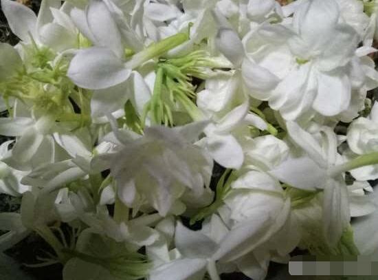 茉莉花施肥方法,教你五種基本施肥方法