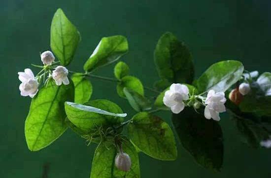 茉莉花施肥方法,教你五種基本施肥方法