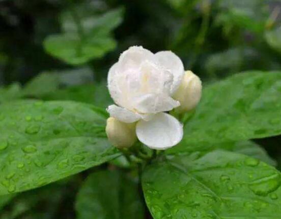 茉莉花施肥方法,教你五種基本施肥方法