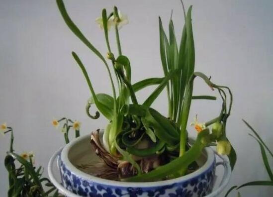 水仙花水養怎么選盆,選圓形、橢圓形、淺盆、淺盤最為合適