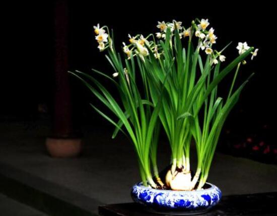 水仙花水養怎么選盆,選圓形、橢圓形、淺盆、淺盤最為合適