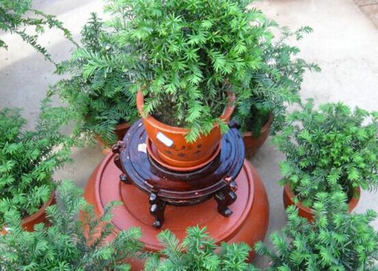 紅豆杉適合室內(nèi)養(yǎng)嗎,具有凈化空氣、延年益壽作用