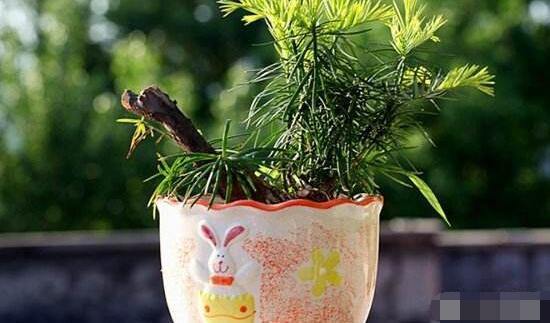 紅豆杉適合室內(nèi)養(yǎng)嗎,具有凈化空氣、延年益壽作用