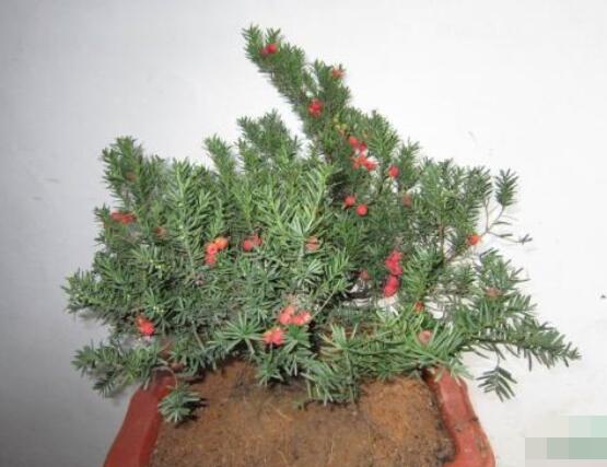 紅豆杉適合室內(nèi)養(yǎng)嗎,具有凈化空氣、延年益壽作用