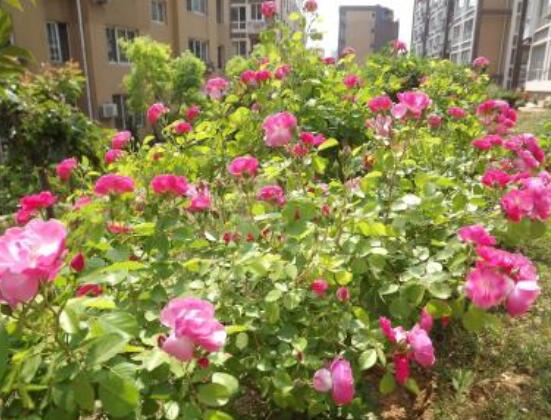 月季為何只長枝條而不開花,四種原因以及解決辦法