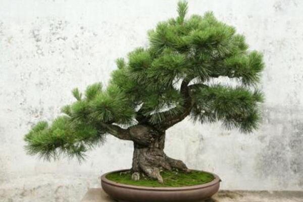 羅漢松的養殖方法,以下6步是關鍵