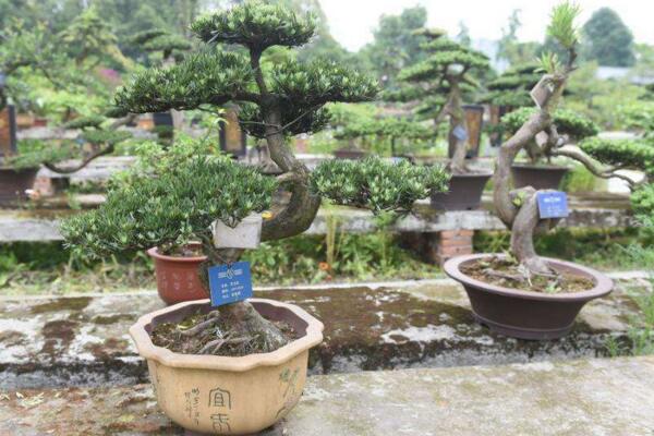 羅漢松的養殖方法,以下6步是關鍵