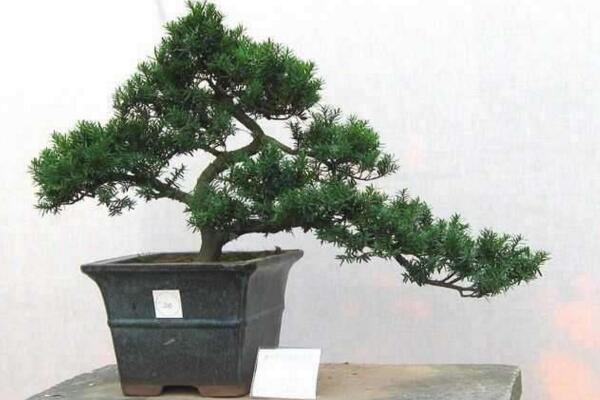 羅漢松的養殖方法,以下6步是關鍵