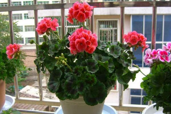 天竺葵一年開(kāi)幾次花,它的花期在5—7月