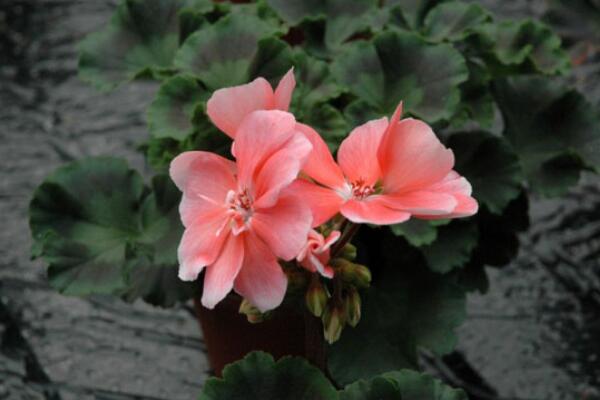 天竺葵一年開(kāi)幾次花,它的花期在5—7月