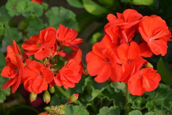 天竺葵一年開(kāi)幾次花,它的花期在5—7月