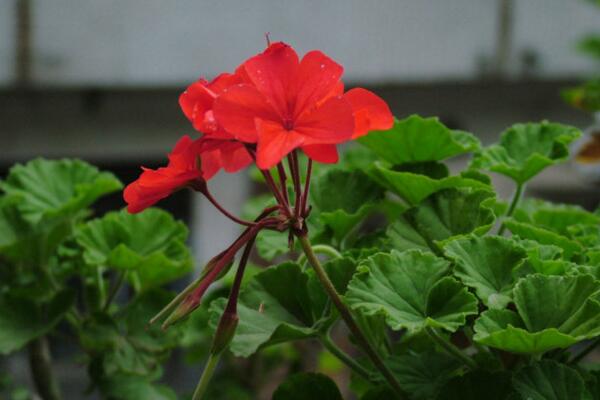 天竺葵一年開(kāi)幾次花,它的花期在5—7月