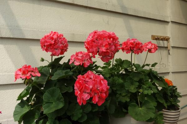 天竺葵一年開(kāi)幾次花,它的花期在5—7月