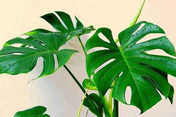 龜背竹哪個品種好看,推薦以下5個品種