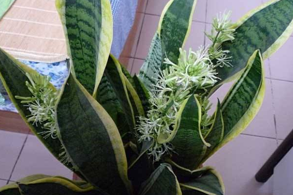 虎皮蘭開花圖片,好看的虎皮蘭開花欣賞